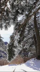 银装素裹，雪松玉树