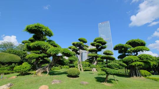 公园景观树造型修剪园林艺术园艺雕塑植物园