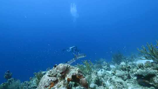 加勒比海，梭鱼，鱼，海洋