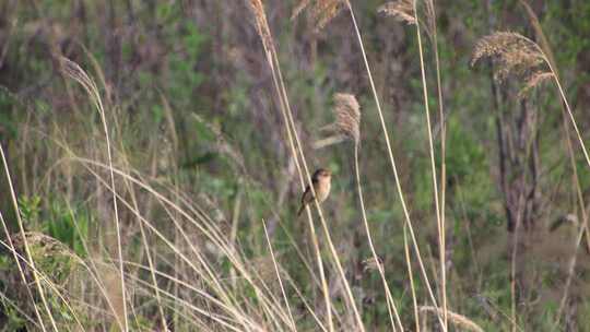 威海里口山芦苇丛中一只小鸟