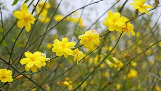 早春迎春花清明花小黄花花簇花瓣花蕊花朵