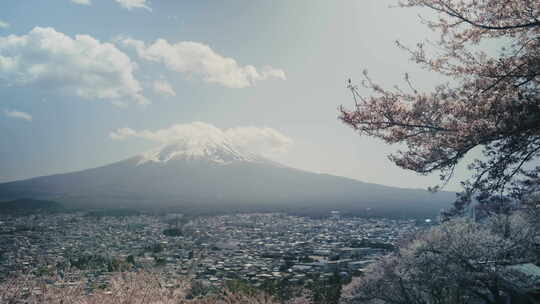 富士山背景的樱花树