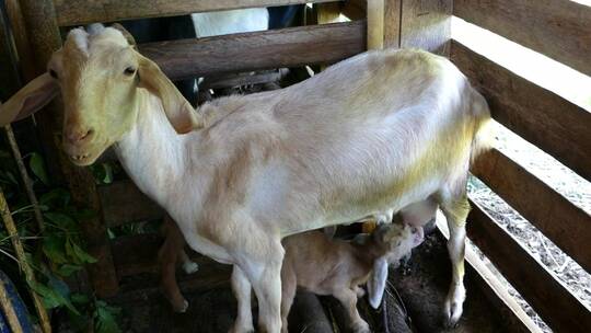 小山羊在农场喝妈妈的奶