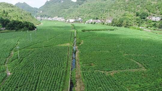 规模化烤烟种植的烟田航拍