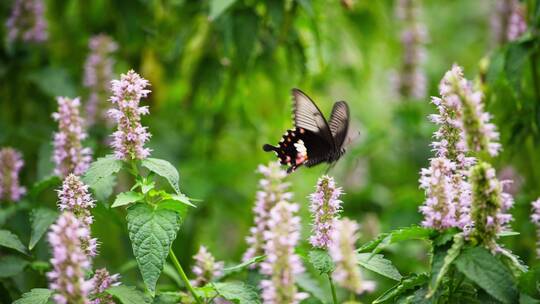 一只黑蝴蝶花上飞舞采蜜慢镜头特写