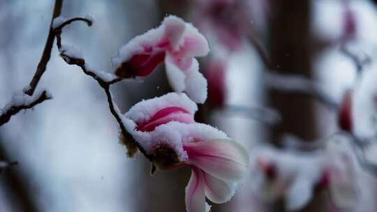 一组春天雪中玉兰花的素材