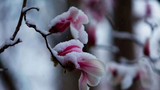 一组春天雪中玉兰花的素材视频素材模板下载