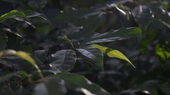 树叶叶子特写运镜