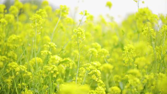 4K-风中的油菜花1视频素材模板下载