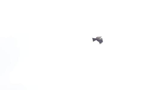 天空翱翔的黑鸢 猛禽 肉食性鸟类视频素材模板下载