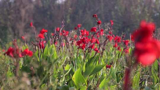 红色花花朵大自然景观特写公园开放花草