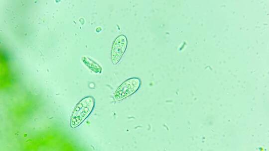 微生物纤毛虫细菌单细胞生物