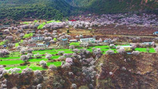 林芝索松村桃花