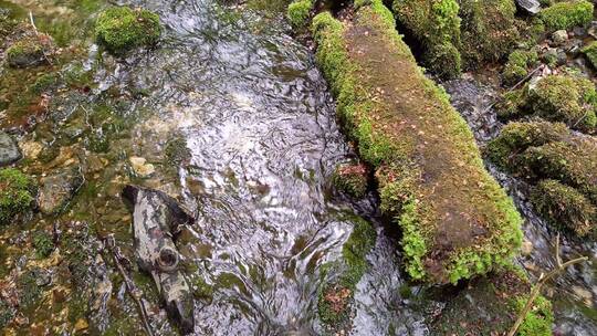 溪水流过长满苔藓的岩石视频素材模板下载