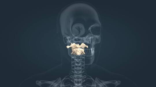寰椎 枢椎 寰枕关节 寰椎关节 医学人体