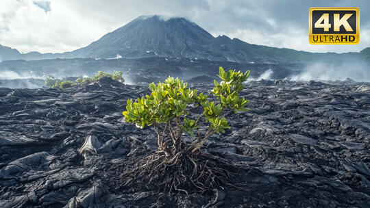 火山植物自然灾害山体滑坡地震海啸1