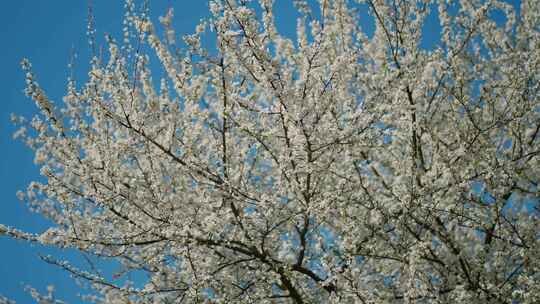 蓝天背景下盛开的樱桃树在晴空下盛开的樱桃