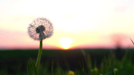 蒲公英 日落 夕阳 蒲公英飞舞