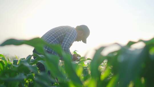 科研人员正在玉米地进行农作物研究