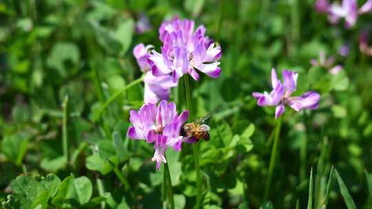 蜜蜂在紫云英花丛中飞舞采蜜慢镜头