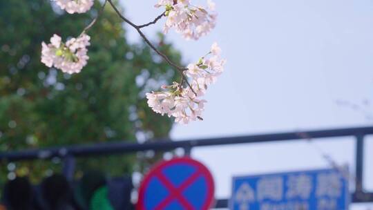 实拍杭州三月春天樱花盛开-樱花大道