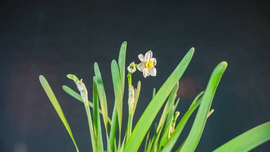 水仙花生长延时8K120FPS