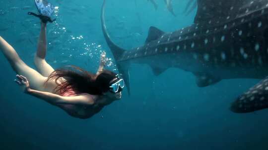 比基尼美女潜水与鱼群鲸鲨玩乐鲨鱼海底美景