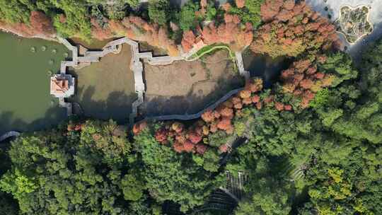 航拍广东省深圳市仙湖植物园落羽杉