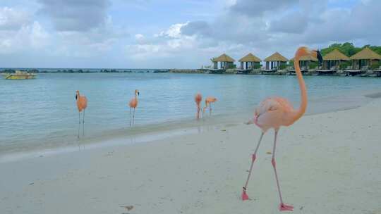 阿鲁巴海滩与粉色火烈鸟在海滩火烈鸟在阿鲁巴岛加勒比海视频素材模板下载