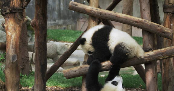 成都熊猫基地熊猫幼崽一起玩耍