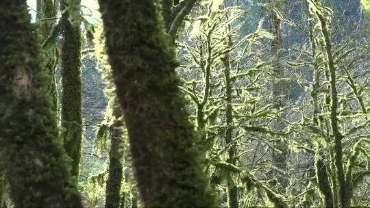 神秘森林中的苔藓树视频素材模板下载