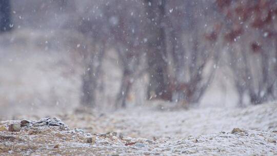 大雪纷纷的山间小路与干枯的野花