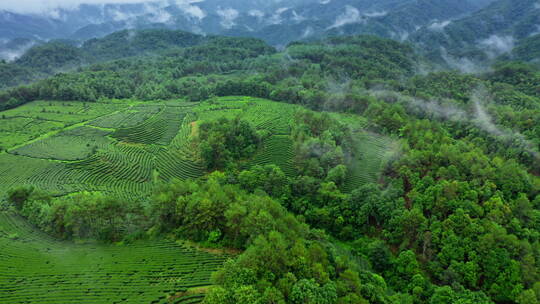 雨后的茶山