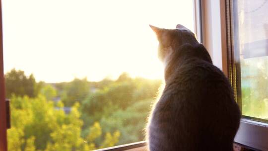 猫咪坐在日落下的窗前