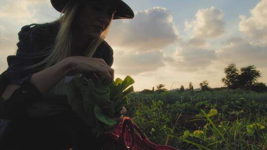 戴着帽子的女人在采摘蔬菜