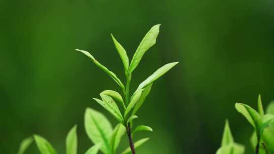 茶农采茶春茶白茶绿茶茶叶毛尖手工茶采茶