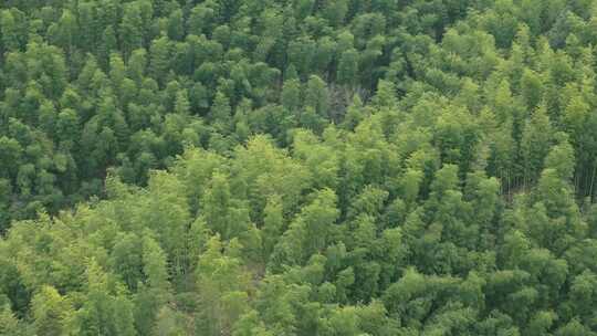 安徽皖南山区高山上的绿色竹林航拍