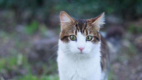 猫咪的头部特写