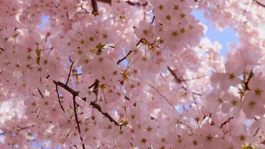 自然风景花卉桃花梨花樱花航拍素材