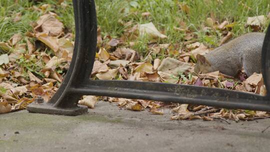 英国布里斯托尔落叶中松鼠的特写镜头视频素材模板下载