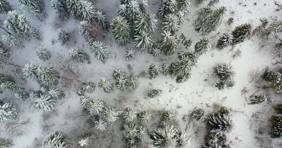 航拍白雪覆盖的森林