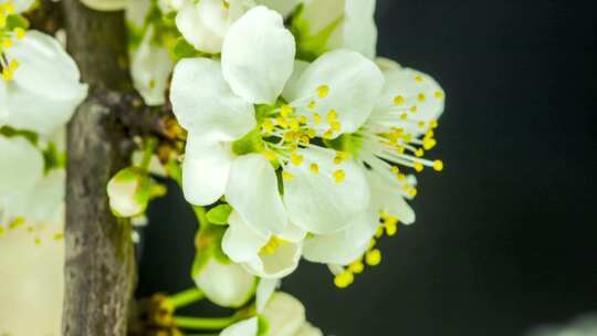 春天植物花草春暖花开生长盛开