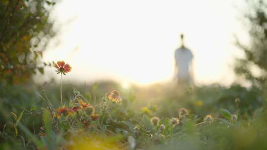 夕阳下花草丛中的脚步