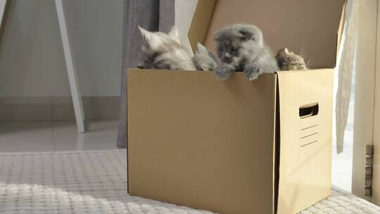 一群可爱的小猫爬到纸箱外面。毛茸茸的宠物