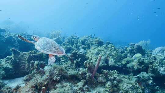 海龟在海底礁石间游动的景象