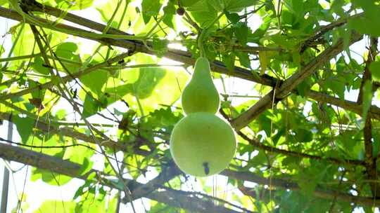 4K生长的葫芦绿叶逆光实拍视频