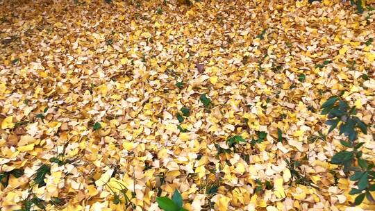 实拍四川成都初冬银杏树叶撒落在地上