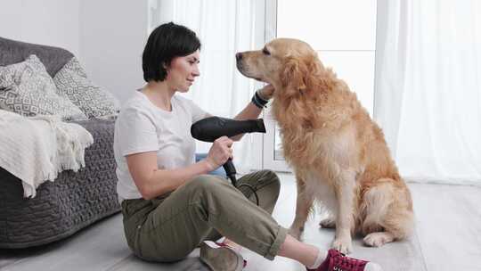 女孩洗澡后用吹风机烘干金毛猎犬