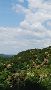 自然风光福建泰宁高山茶叶种植竖屏