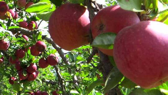 果园里成熟的红苹果